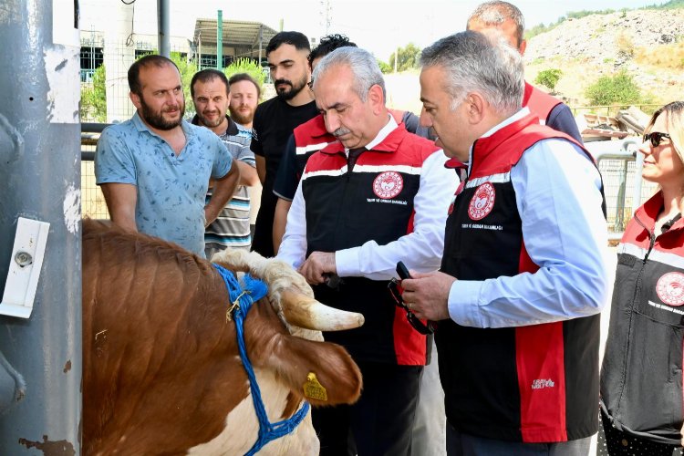 İzmir hayvan pazarları Kurban Bayramı'na hazır