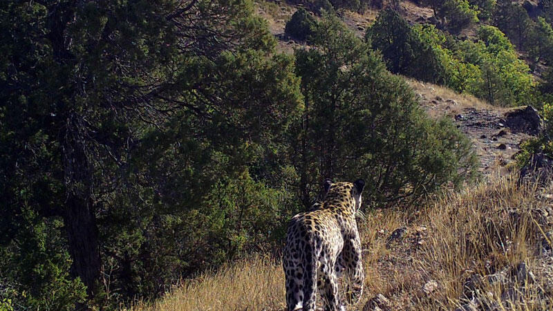 Nesli tehlike altındaki Anadolu leoparı fotokapanda